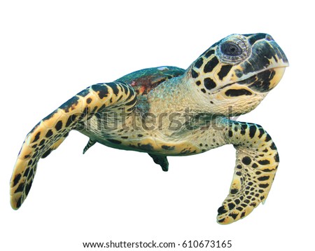 Sea Turtle isolated. Hawksbill Turtle on white background