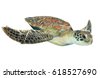 green turtle isolated