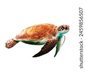 Sea turtle, isolated on white background