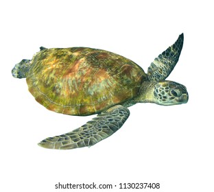 10,350 Green sea turtle white background Images, Stock Photos & Vectors ...