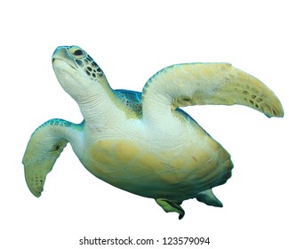 Sea Turtle Isolated On White Background