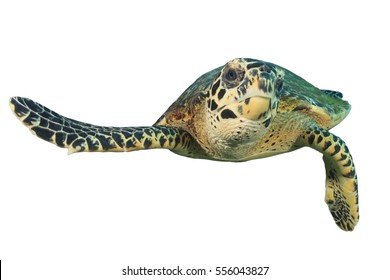 Sea Green Turtle Isolated Set Watercolor Stock Photo (Edit Now ...