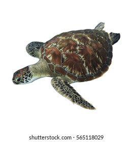 Sea Turtle Isolated White Background