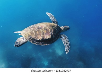 Sea Turtle In Labuan Bajo, Indonesia