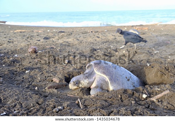 sea turtle digging nest