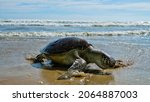 Sea turtle - Loggerhead turtle (Caretta caretta) climbs onto tropical beach overcoming rolling waves to breeding place. Number of sea turtles is decreasing, vulnerable species. Sri Lanka. Indian ocean
