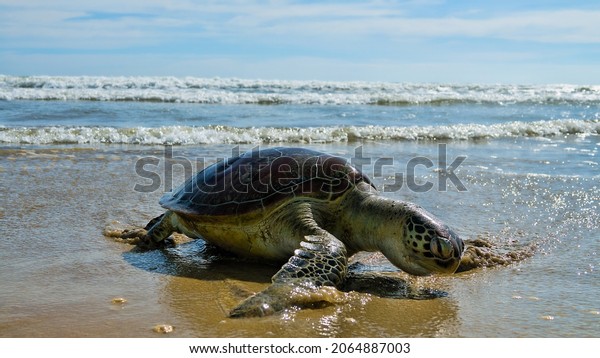 Sea turtle - Loggerhead turtle (Caretta caretta)\
climbs onto tropical beach overcoming rolling waves to breeding\
place. Number of sea turtles is decreasing, vulnerable species. Sri\
Lanka. Indian ocean