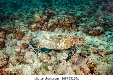 Sea Turtle At Maldives  Gan Island