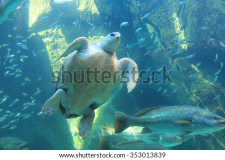Sea turtle and many fishes at Two Oceans Aquarium, Cape Town, South Africa