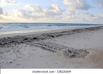Sea turtle nest on the beach with tracks to the ocean, coming and going