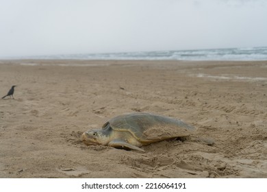 Sea Turtle Nesting On The Beach On A Rainy Day