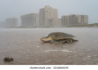 Sea Turtle Nesting On The Beach On A Rainy Day