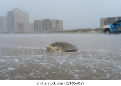 Sea Turtle Nesting On The Beach On A Rainy Day