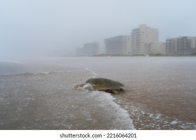 Sea Turtle Nesting On The Beach On A Rainy Day