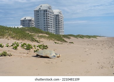 Sea Turtle Nesting On South Padre Island