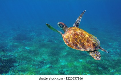 Sea Turtle In Ocean Closeup. Tropical Sea Animal Underwater Photo. Marine Tortoise Undersea. Green Turtle In Natural Environment. Marine Animal Underwater. Tropical Seashore. Oceanic Animal Portrait