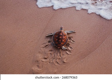 Sea Turtle On The Beach