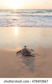 Sea turtle on the beach - Shutterstock ID 478492867