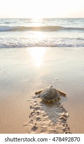 Sea Turtle On The Beach