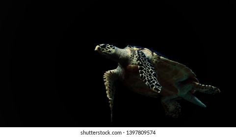 29,379 Turtle On Black Background Images, Stock Photos & Vectors ...