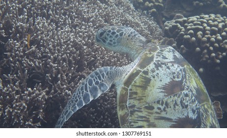 Sea Turtle On Coral Reed