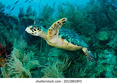 sea turtle on reef in Belize