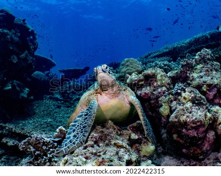 Sea turtle on reef in Sipadan, Malaysia.