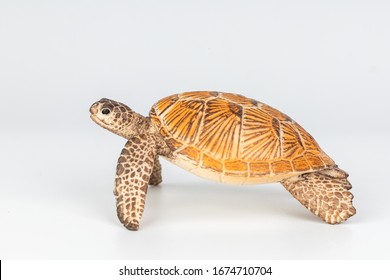 Sea Turtle On White Background