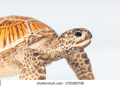 ウミガメ イラスト の写真素材 画像 写真 Shutterstock