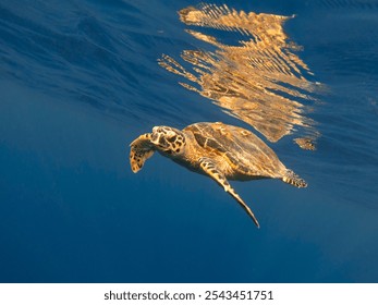 Sea turtle and its reflection on the surface of the water