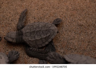 
Sea Turtle Release On Oaxaca Beach, Mexico