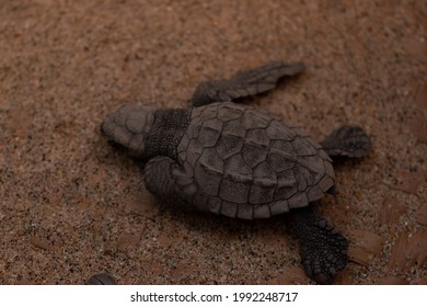 
Sea Turtle Release On Oaxaca Beach, Mexico