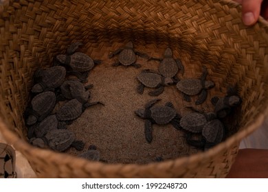 
Sea Turtle Release On Oaxaca Beach, Mexico