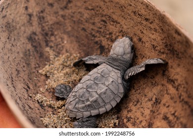 
Sea Turtle Release On Oaxaca Beach, Mexico