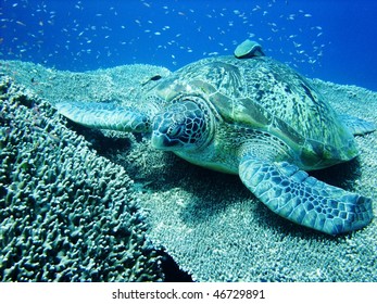 Sea Turtle Resting At Hard Coral At Bunaken, Manado, Indonesia