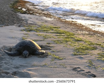  Sea Turtle Resting on a Sandy Beach at Sunset - Powered by Shutterstock