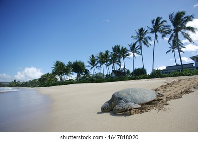 Sea Turtle Returning To The Sea At Hawaii