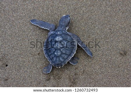 Sea Turtle, Kemp’s Ridley