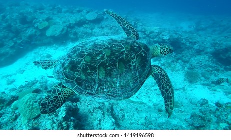 Sea Turtle Saying Hi To Divers