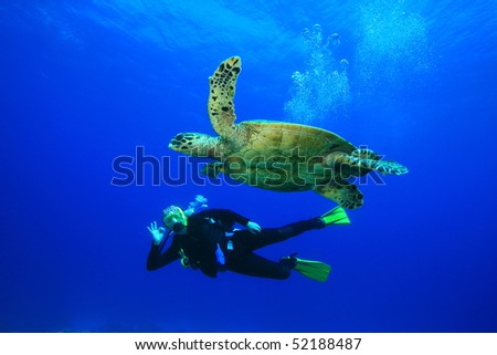 Sea Turtle and Scuba Diver