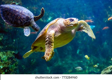 Sea turtle seen at the Aquarium de la Guadeloupe - Le Gosier 