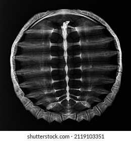 Sea Turtle Shell X-ray Image