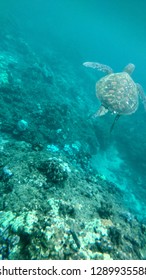 Sea Turtle Snorkling