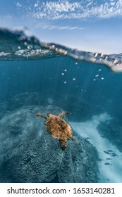 Sea Turtle Split Shot, Ningaloo Reef, Western Australia 