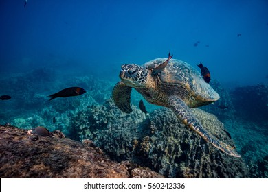 Sea Turtle Stopping To Swim At Clean Station. A Fish Cleaning Skin Underwater