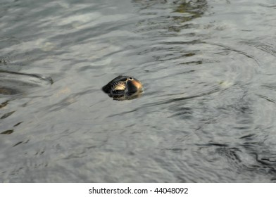 Sea turtle surfaces for air while feeding on algae on the Big Island of Hawaii.  Back and head surfaces.