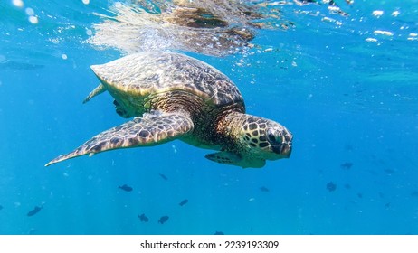 Sea Turtle swim in Oahu Hawaii Pacific Ocean area - Powered by Shutterstock