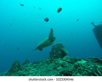 Sea Turtle Swiming Under Water