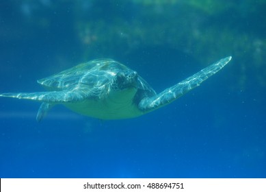 Sea turtle swimming along under the water's surface.