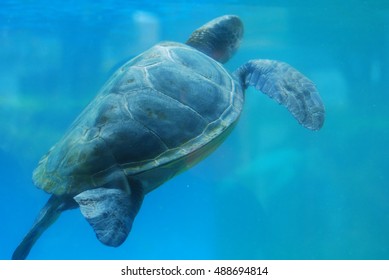 Sea turtle swimming along underwater toward the surface.